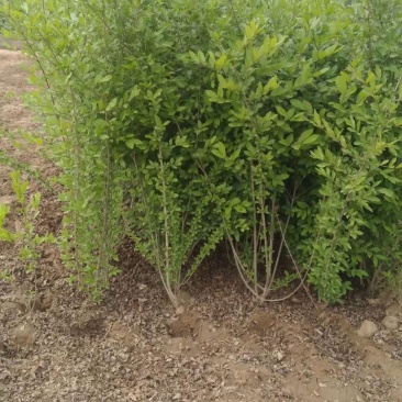 大红袍花椒苗1~2年