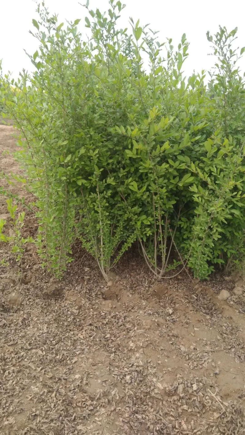 大红袍花椒苗1~2年