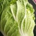 大白菜