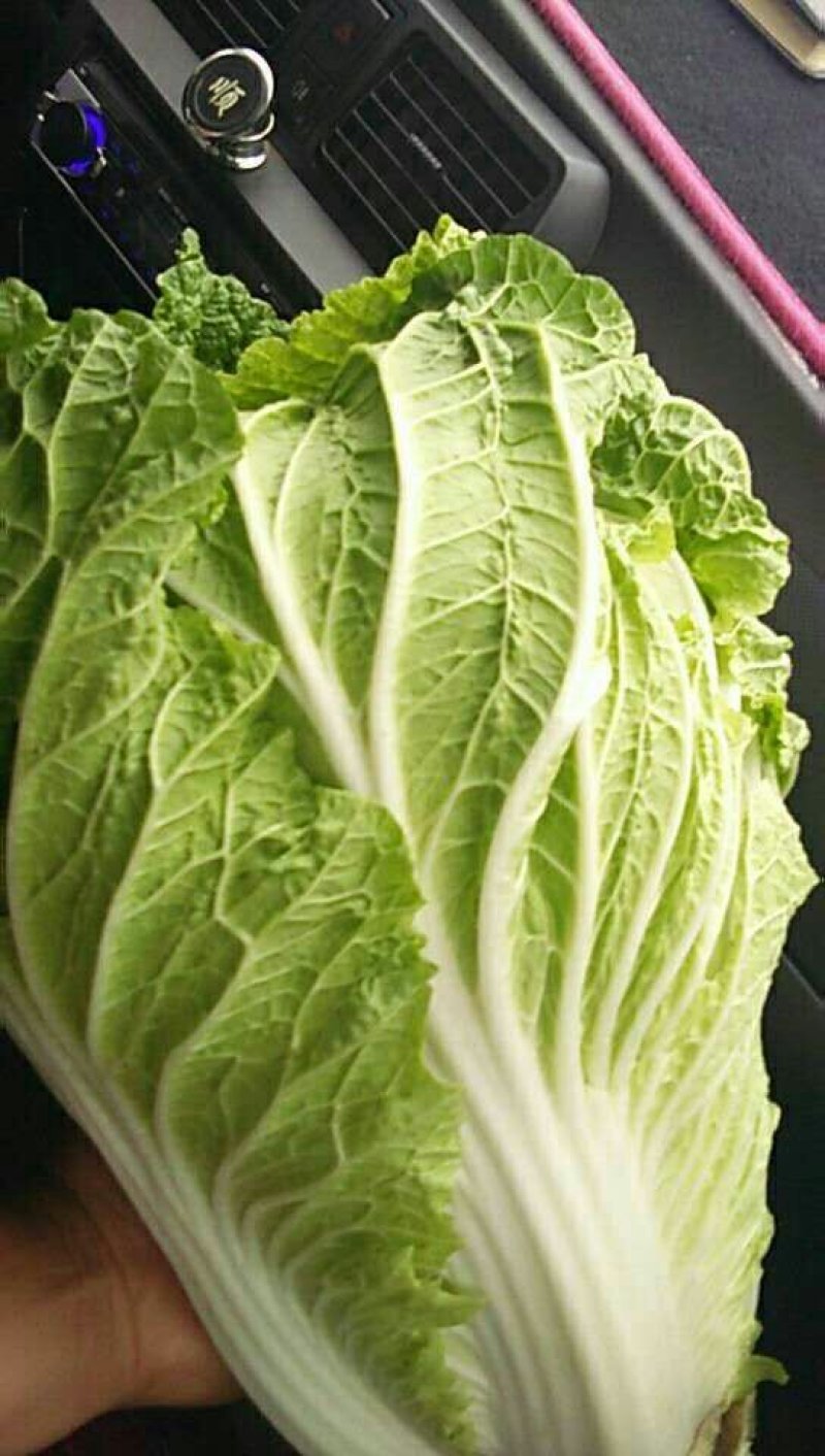大白菜
