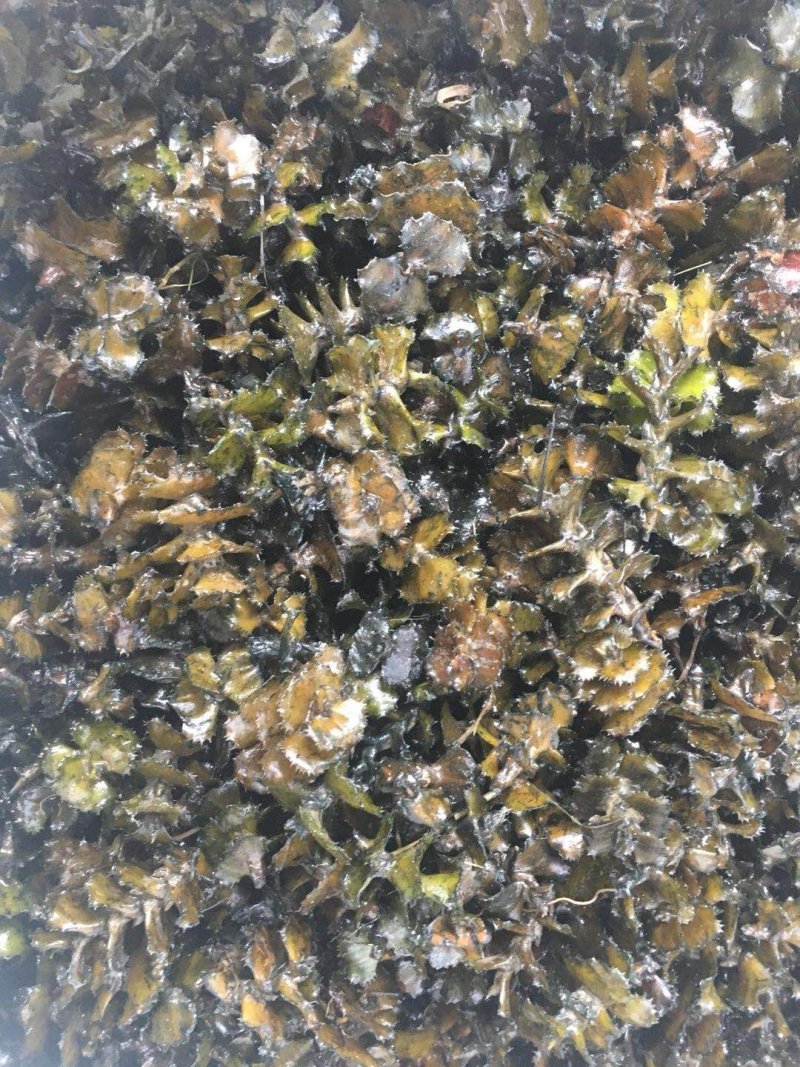 麦黄草籽