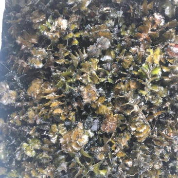 麦黄草籽