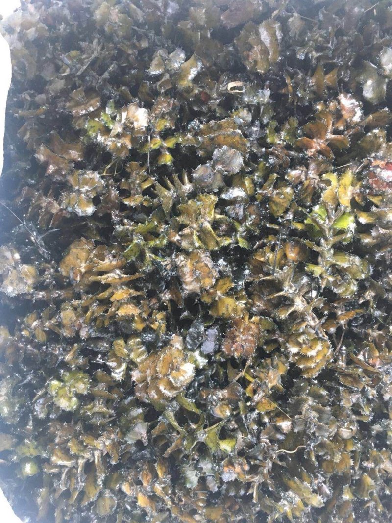 麦黄草籽
