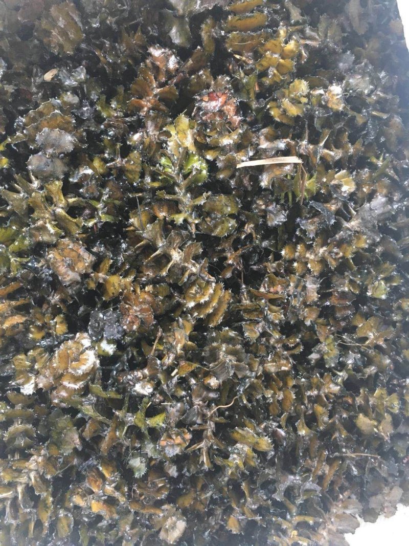 麦黄草籽