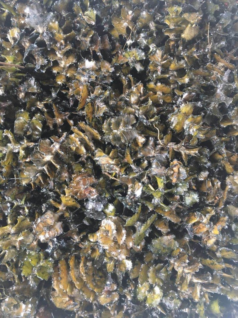 麦黄草籽