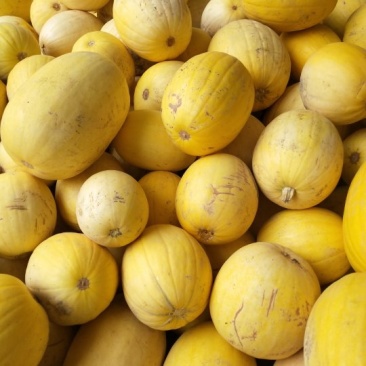 出售金丝绞瓜。是天然的粉丝。可以热炒，凉拌，打汤。该瓜有