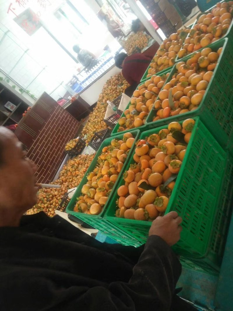八月黄柿子，官方推荐，质优价廉
