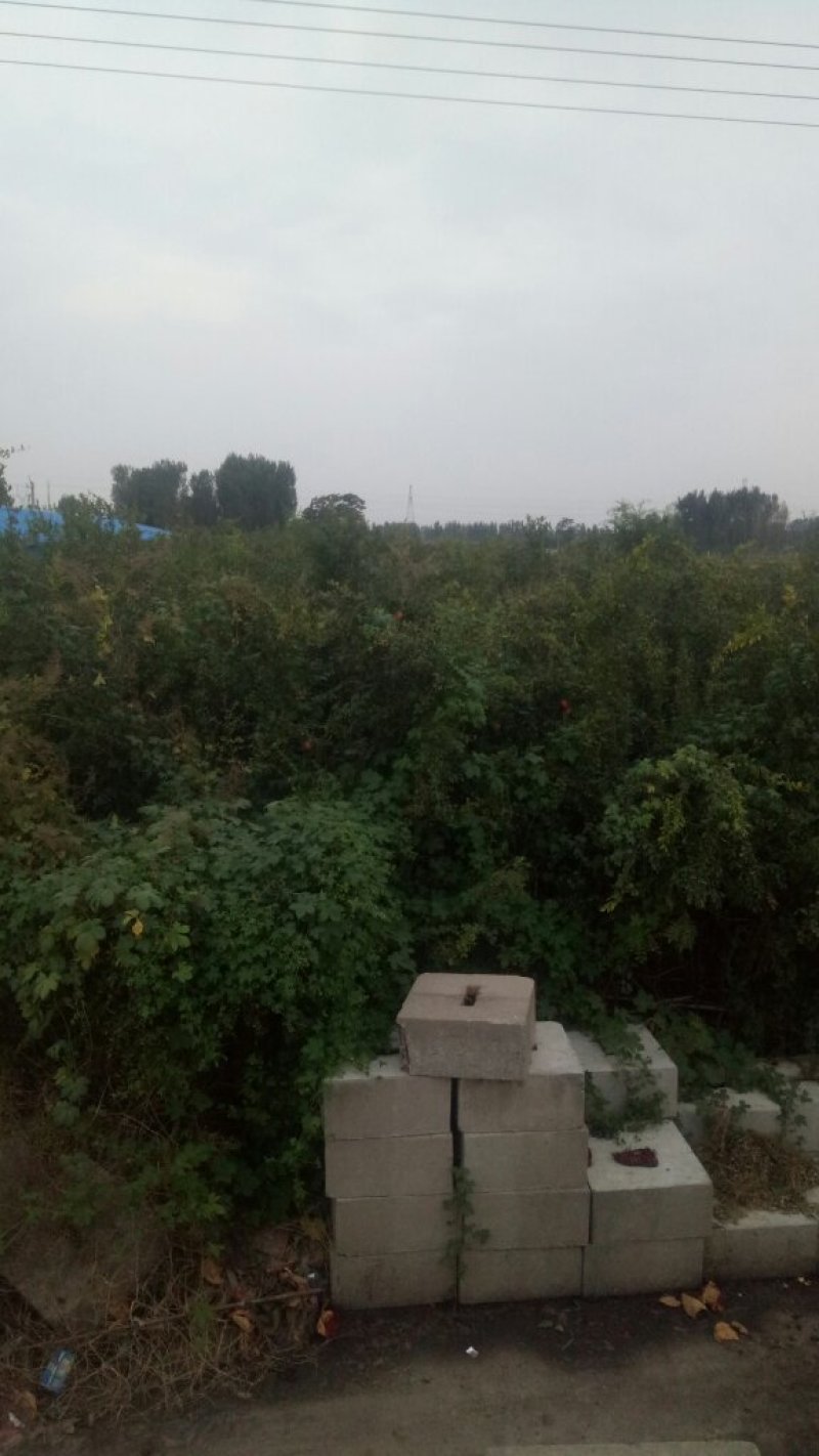 石榴大树