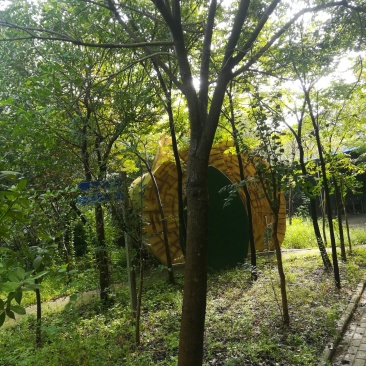 榉树