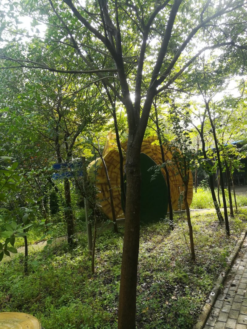 榉树