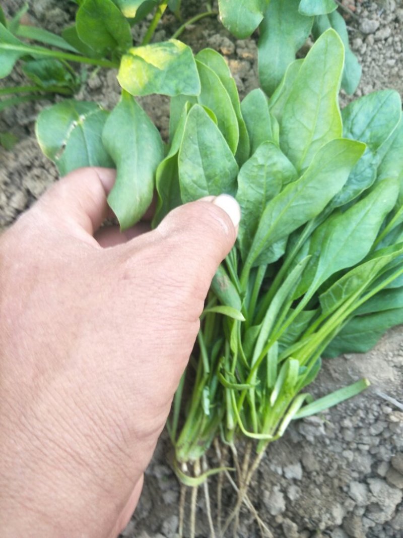 菠菜上市啦!