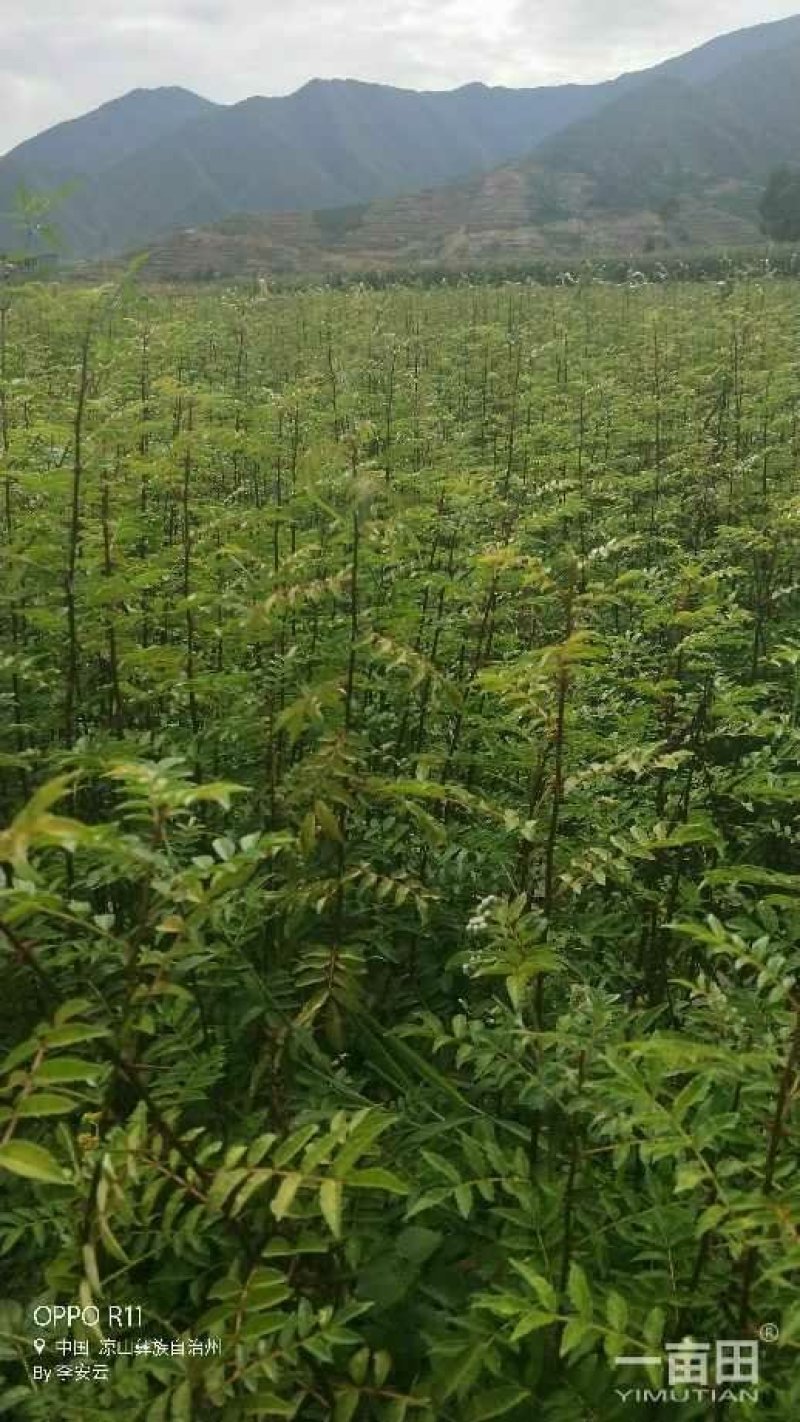 青花椒，红花椒，袋苗裸根苗，一手货源，基地直接供货，数量