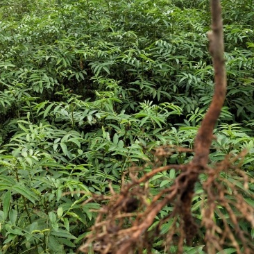 青花椒，红花椒，袋苗裸根苗，一手货源，基地直接供货，数量