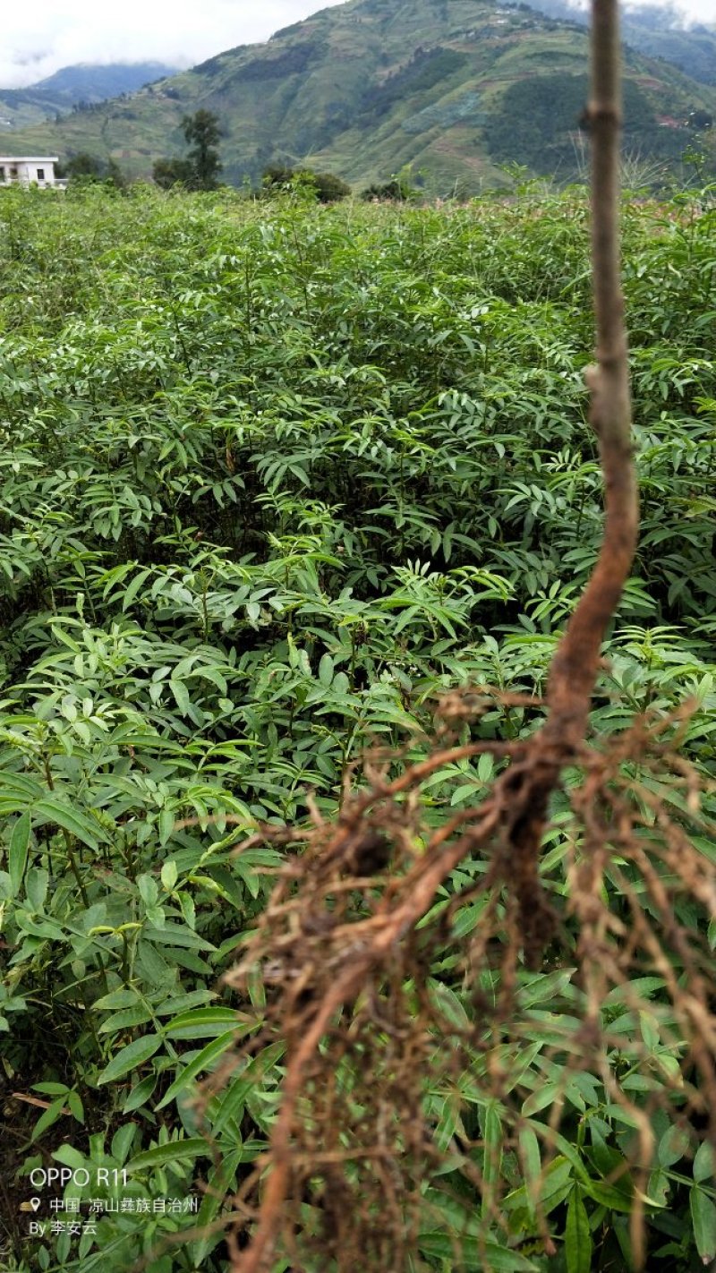 青花椒，红花椒，袋苗裸根苗，一手货源，基地直接供货，数量