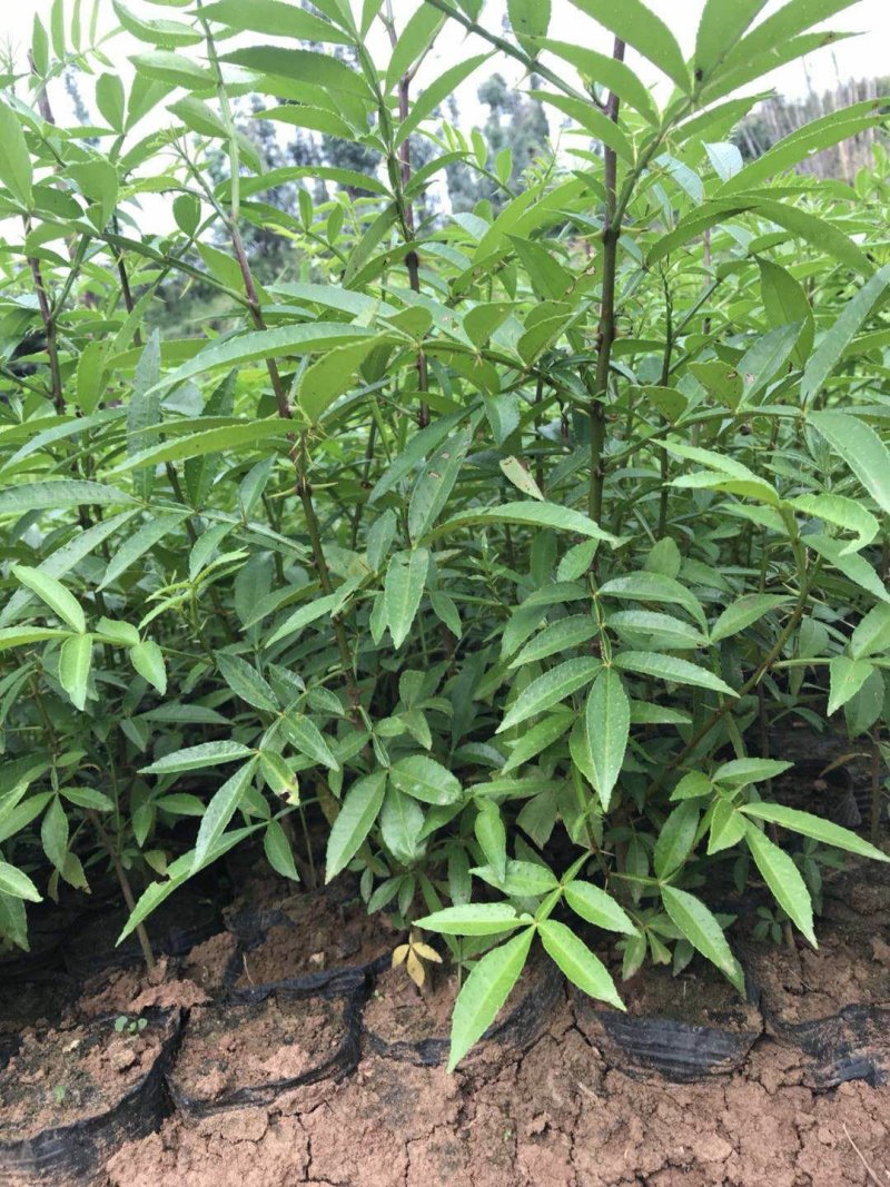 青花椒，红花椒，袋苗裸根苗，一手货源，基地直接供货，数量