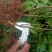 青花椒，红花椒，袋苗裸根苗，一手货源，基地直接供货，数量