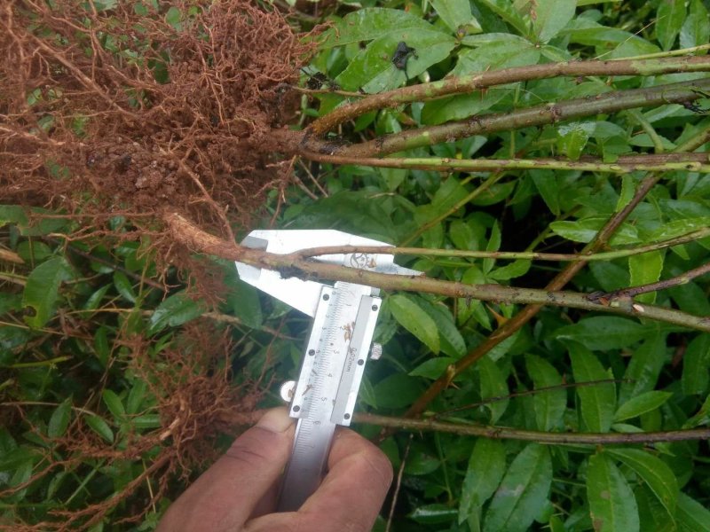 青花椒，红花椒，袋苗裸根苗，一手货源，基地直接供货，数量