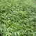青花椒，红花椒，袋苗裸根苗，一手货源，基地直接供货，数量