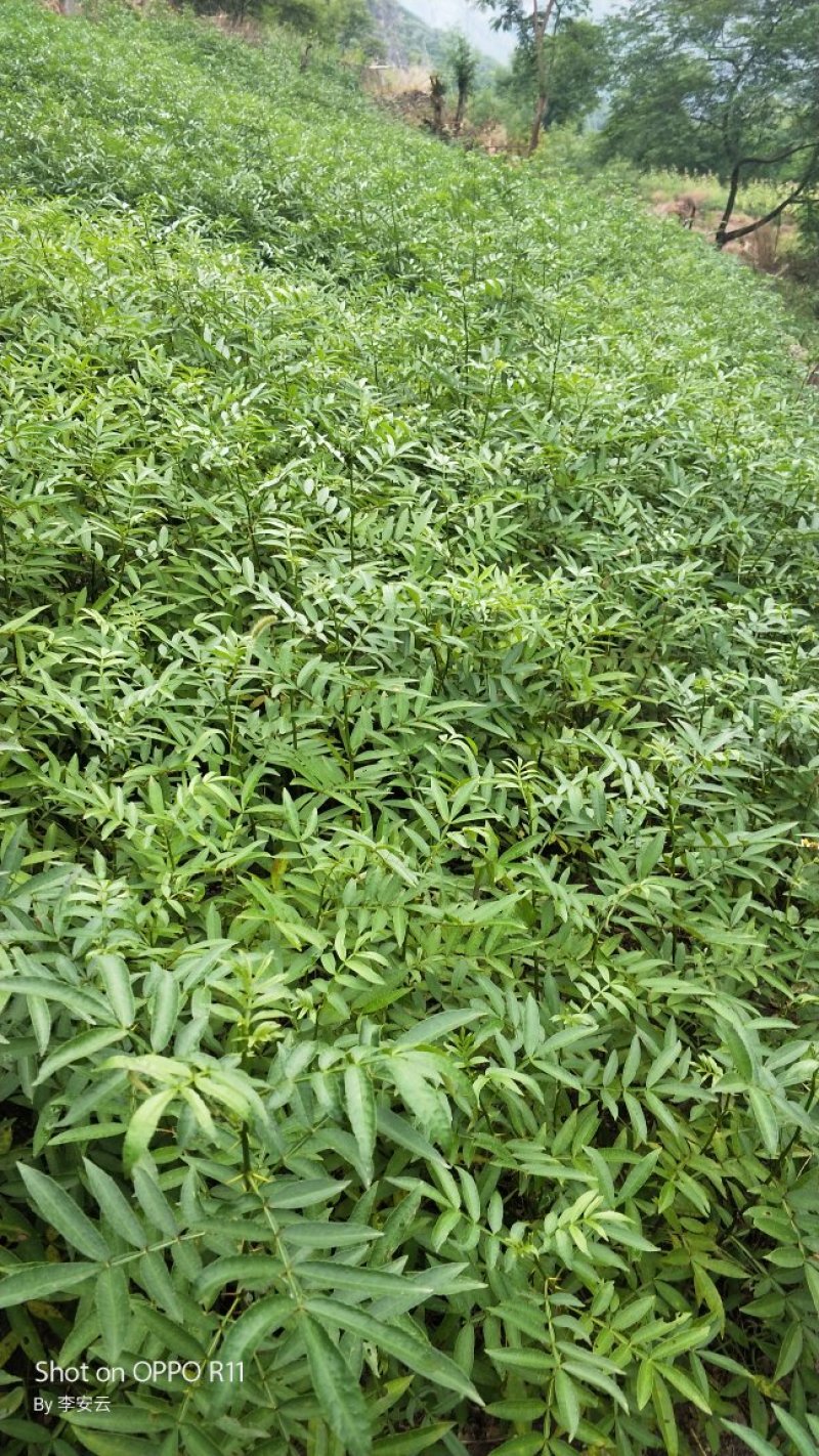 青花椒，红花椒，袋苗裸根苗，一手货源，基地直接供货，数量