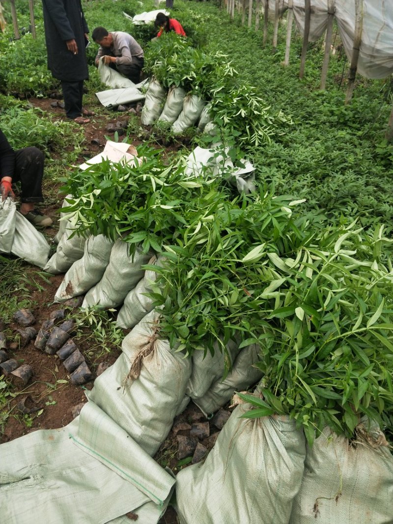 青花椒，红花椒，袋苗裸根苗，一手货源，基地直接供货，数量