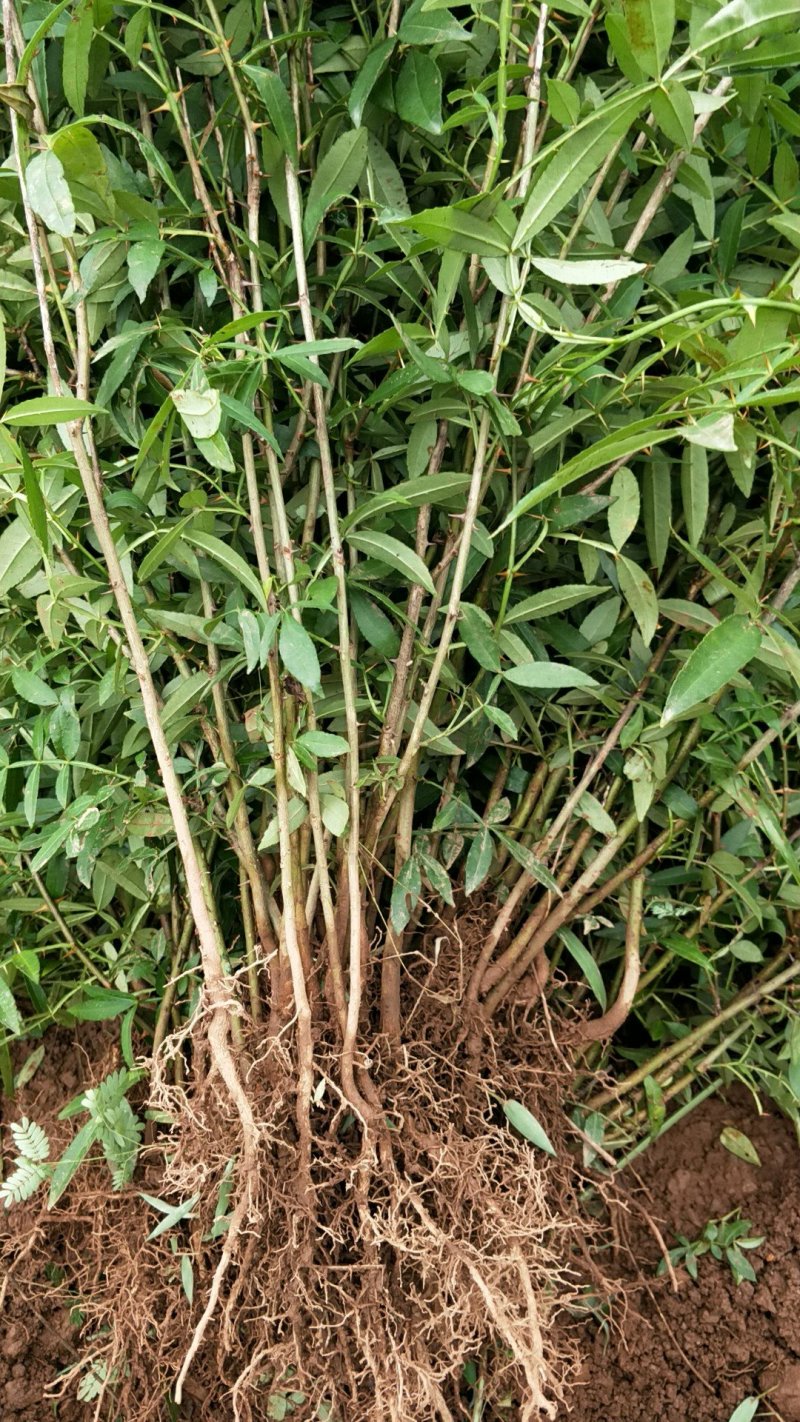 青花椒，红花椒，袋苗裸根苗，一手货源，基地直接供货，数量