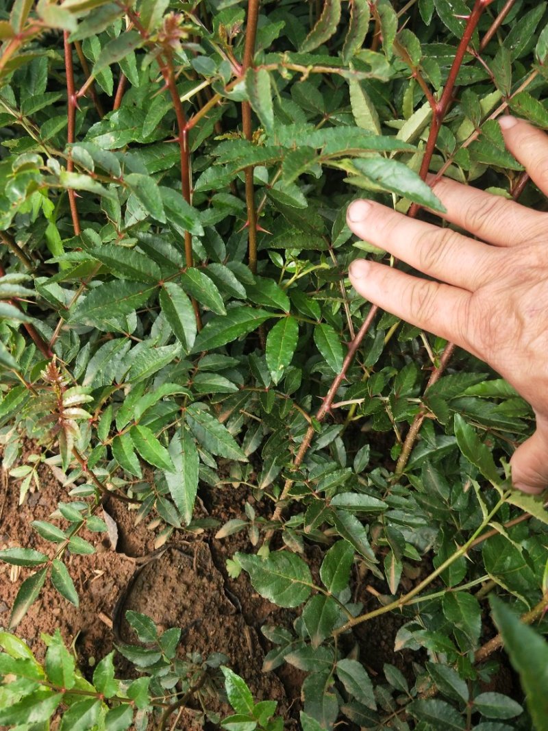 青花椒，红花椒，袋苗裸根苗，一手货源，基地直接供货，数量