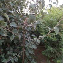 寒富苹果苗，基地直供，矮化苗，乔化苗，保证质量保证纯度保