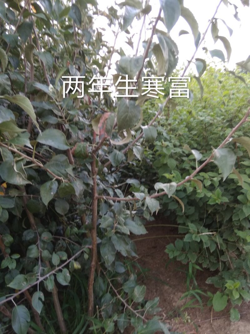 寒富苹果苗，基地直供，矮化苗，乔化苗，保证质量保证纯度保