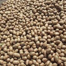 大量批发零售各种规格优质白玉山药豆