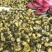 杭胎菊100克30块钱包邮
