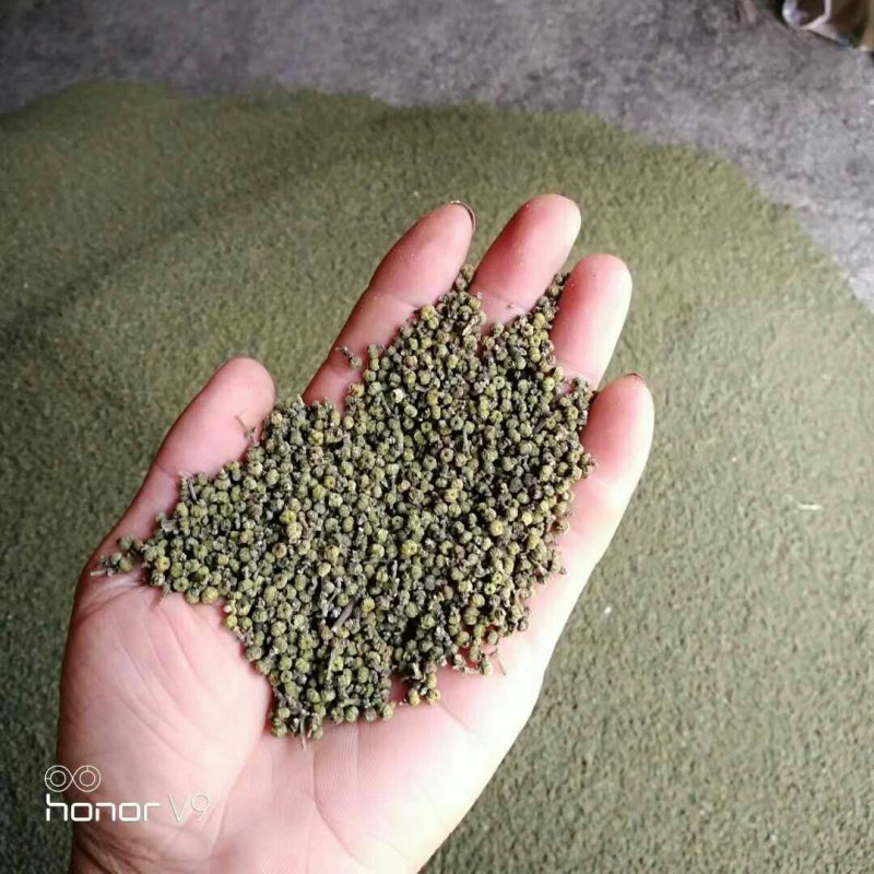 蔓荆子批发，江西基地一手货源，货源充足稳定，欢迎来电选购