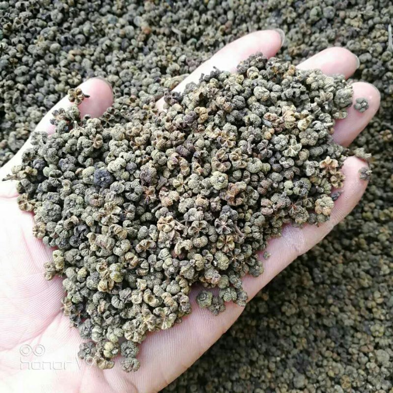 蔓荆子批发，江西基地一手货源，货源充足稳定，欢迎来电选购