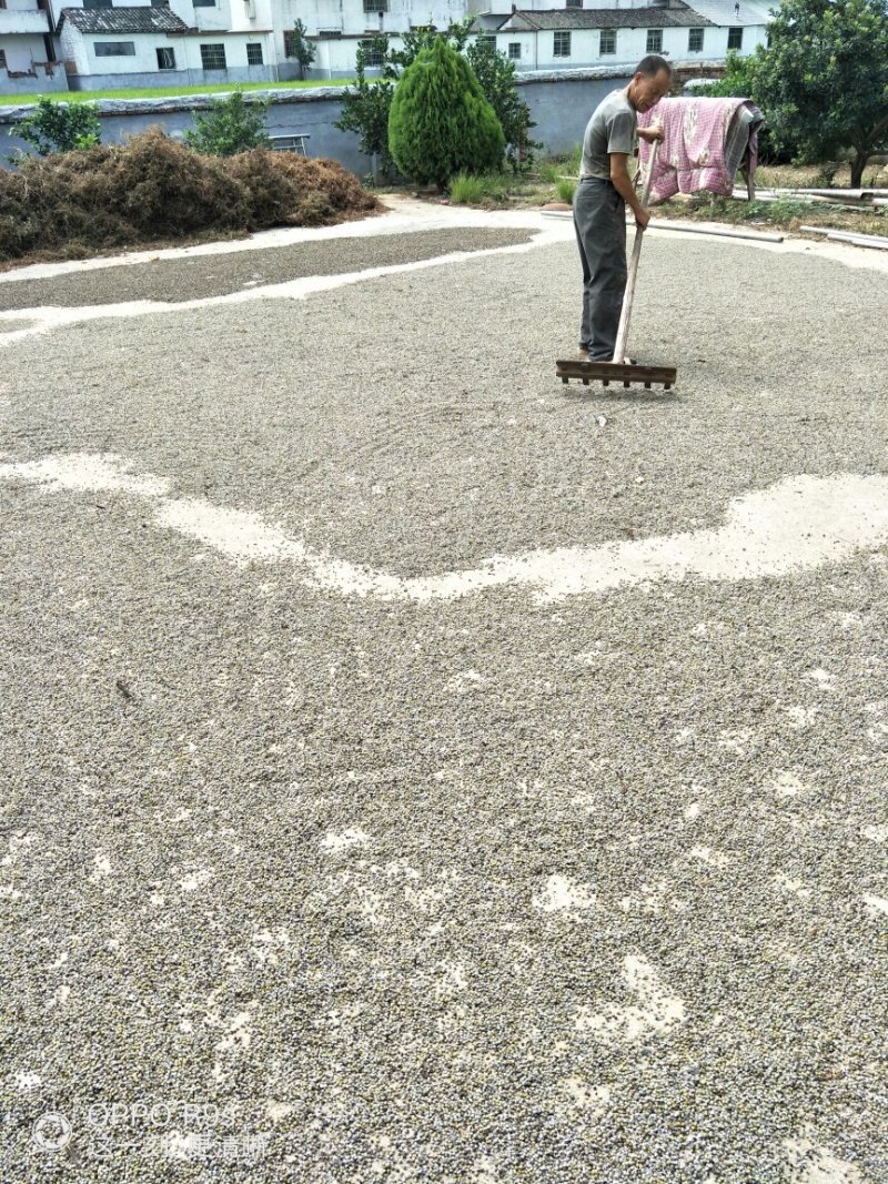 蔓荆子批发，江西基地一手货源，货源充足稳定，欢迎来电选购