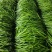 临沂费县优质线椒大量上市诚信经营量大从优欢迎咨询