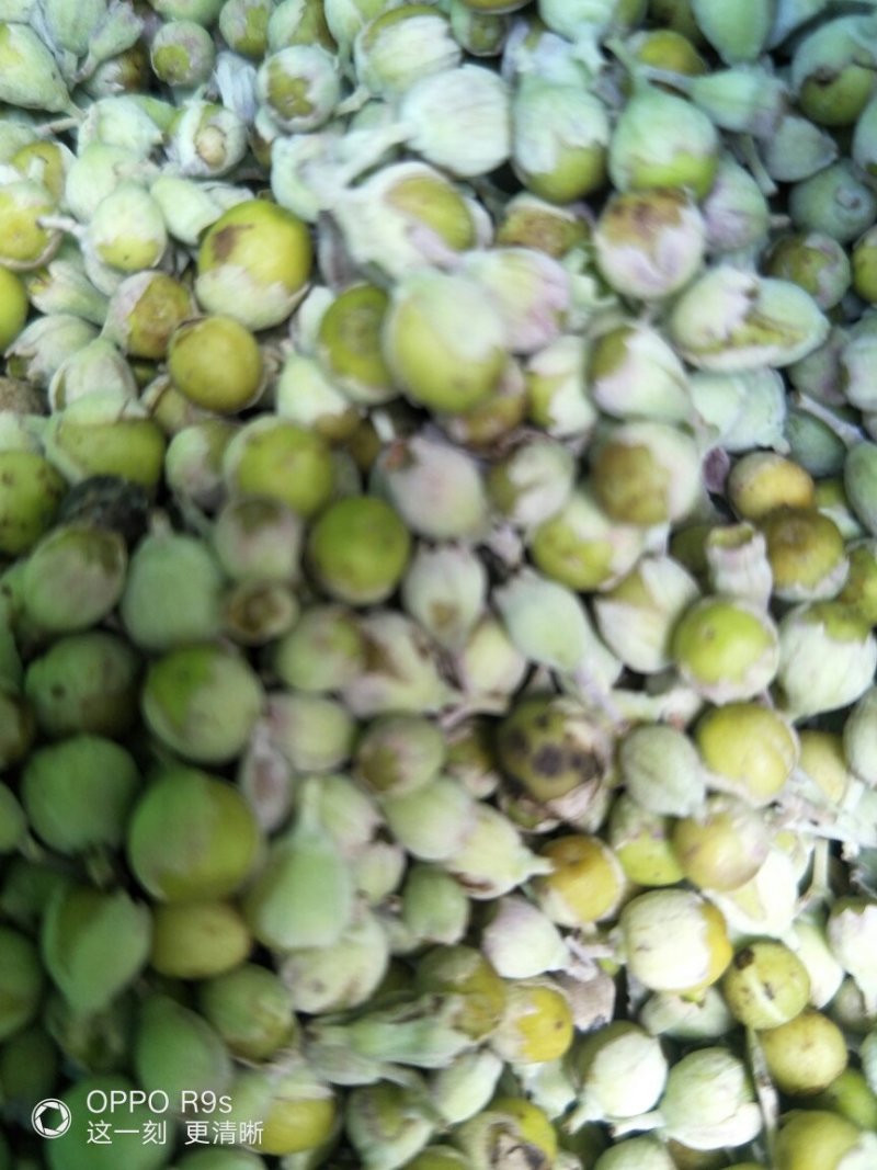 蔓荆子鲜货，无石无杂，江西基地一手货源，量大从优