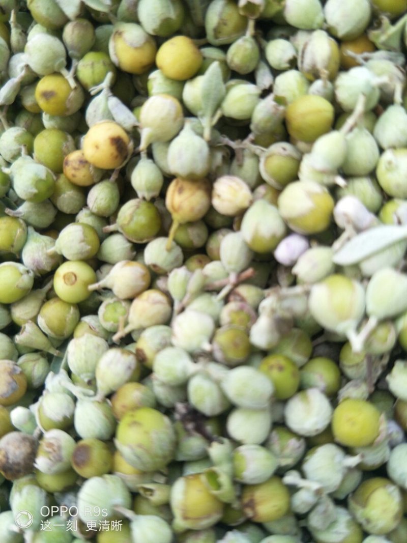 蔓荆子鲜货，无石无杂，江西基地一手货源，量大从优
