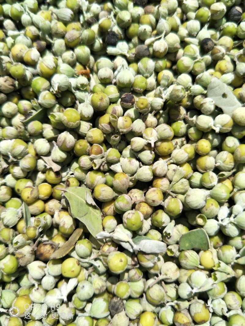 蔓荆子鲜货，无石无杂，江西基地一手货源，量大从优