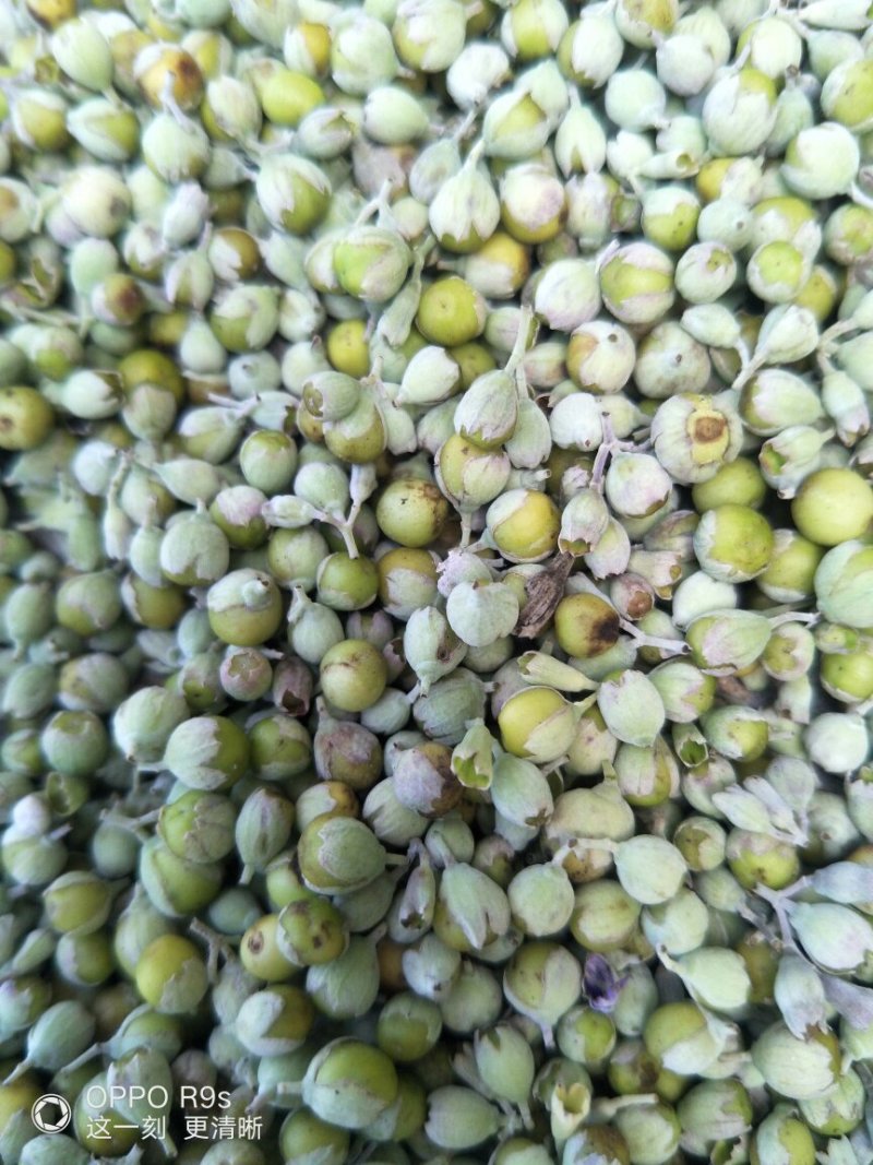 蔓荆子鲜货，无石无杂，江西基地一手货源，量大从优