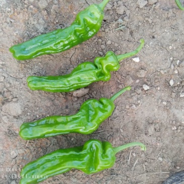 薄皮辣椒