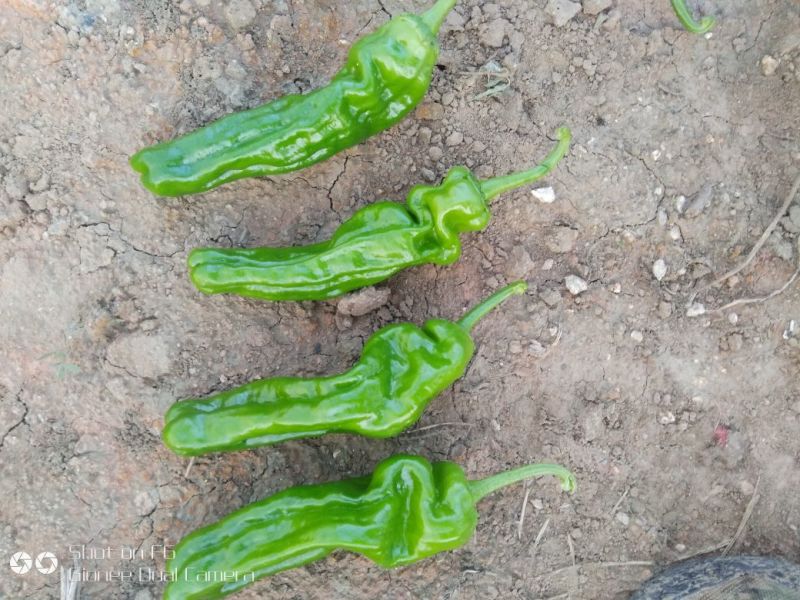薄皮辣椒