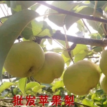 长白山下安图县苹果梨