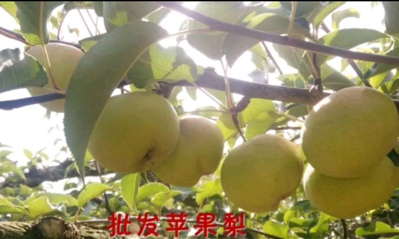 长白山下安图县苹果梨