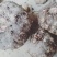 大量收售磨玉
