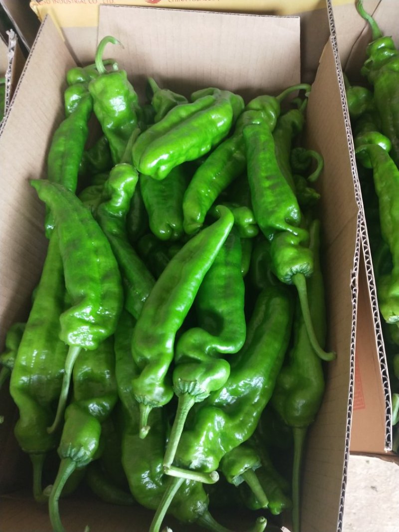 临沂费县优质301尖椒大量上市诚信经营量大从优欢迎