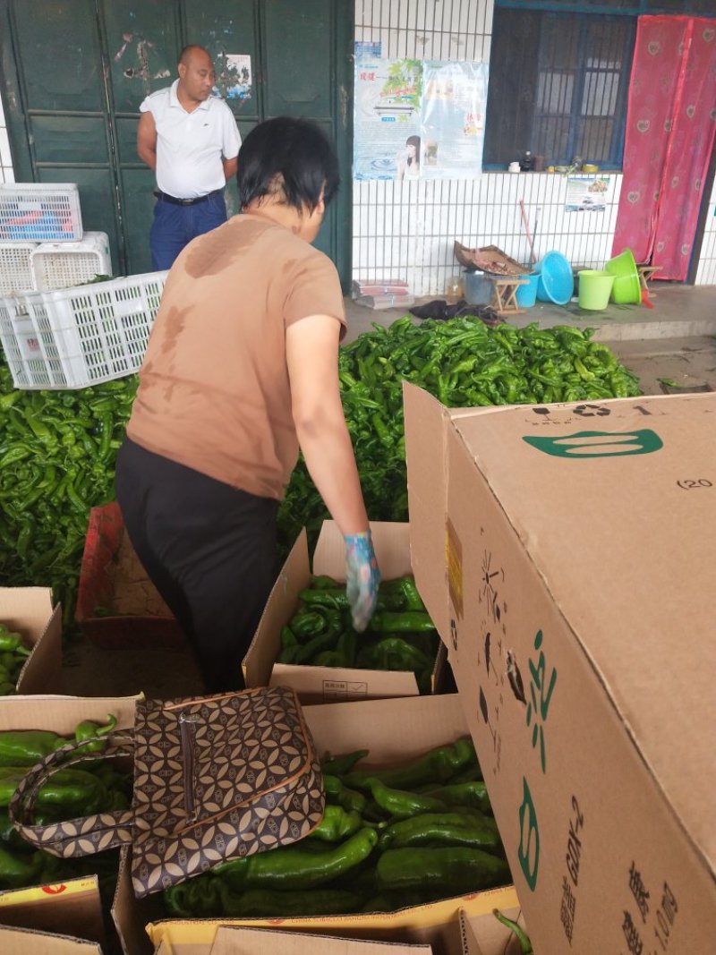 临沂费县优质301尖椒大量上市诚信经营量大从优欢迎