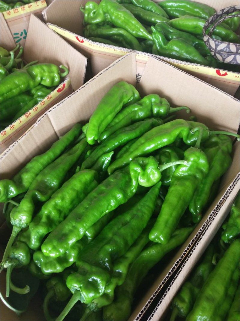 临沂费县优质301尖椒大量上市诚信经营量大从优欢迎
