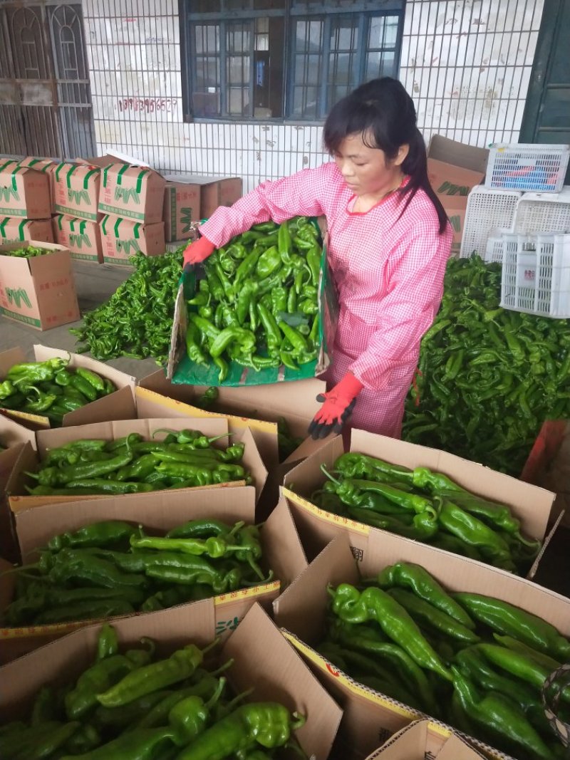 临沂费县优质301尖椒大量上市诚信经营量大从优欢迎