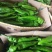 临沂费县优质301尖椒大量上市诚信经营量大从优欢迎