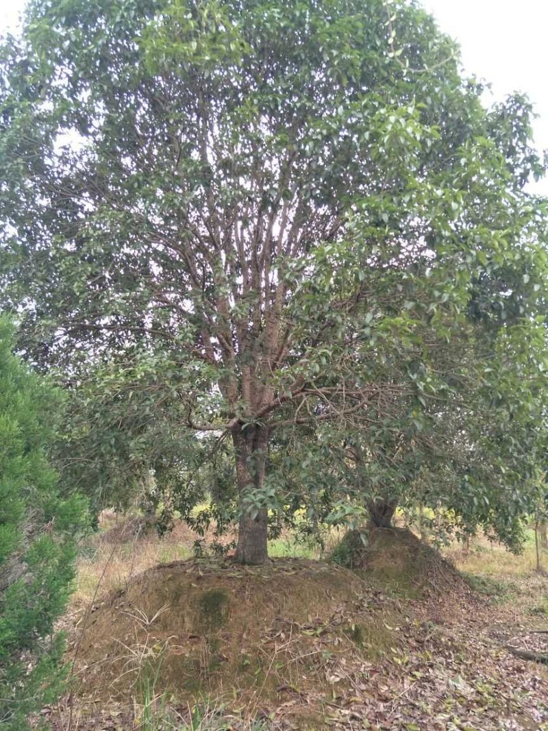 精品桂花树小苗~30树形好