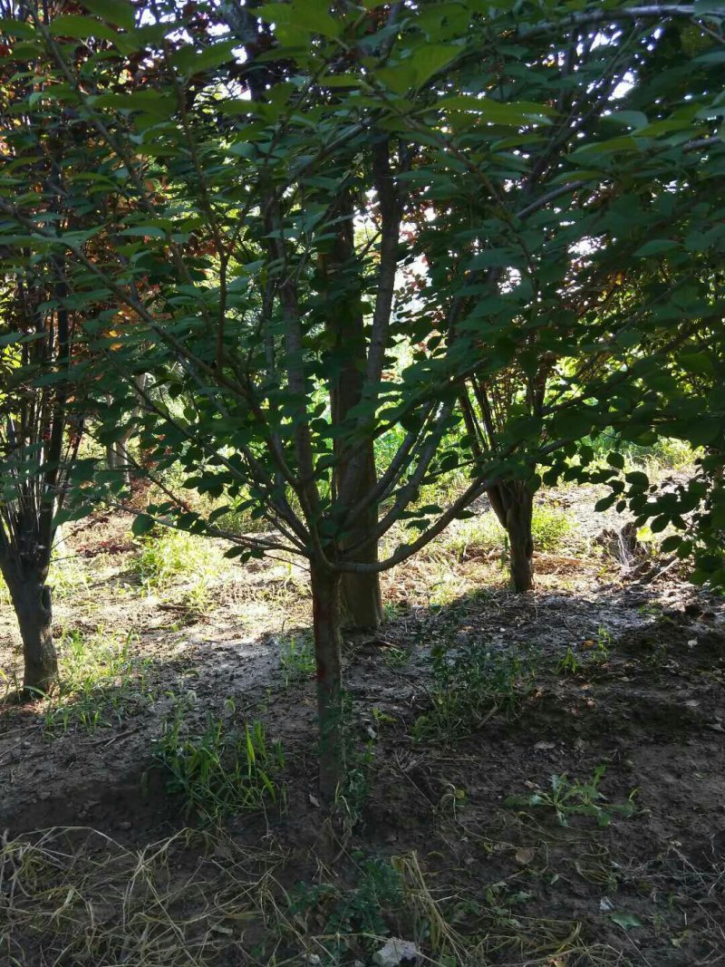 鄢陵9的樱花300元。